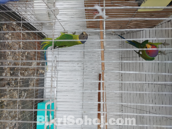 হীরা মন টিয়া পাখি
